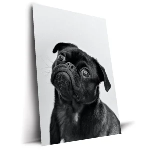 Tablou Catel Pug Negru